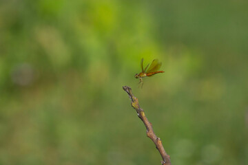 dragonfly on a leaf