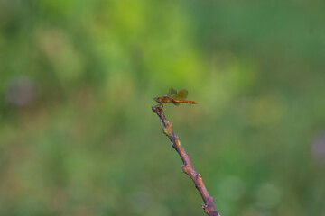 Fototapeta premium dragonfly on a branch
