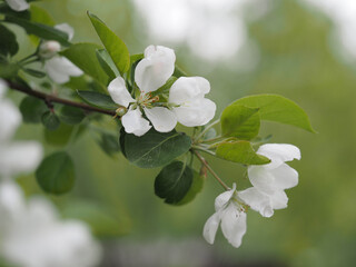 blooming apple