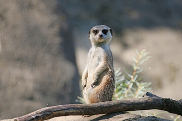 A curious meerkat stands at attention as it checks out it's surroundings.