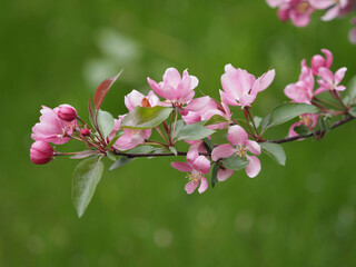 blooming apple