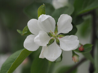 blooming apple