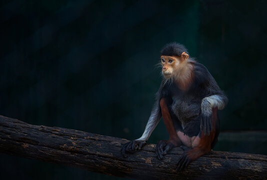 Beautiful color of Colobines or Red-shanked douc, portrait of Colobines sitting on big timber in zoo's cage. Space for copy.