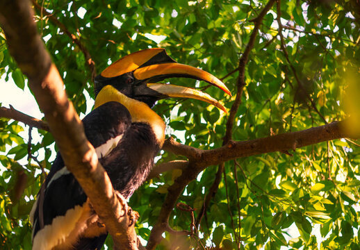 One Great hornbill perched on a large branch of a tree in a tropical forest of Thailand. Bird eyes view image.