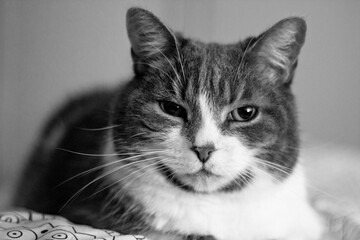 Le chat confortable