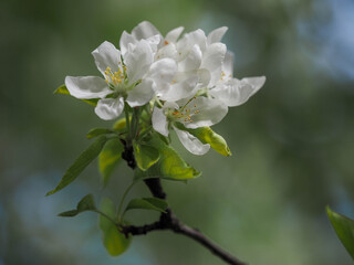 blooming apple