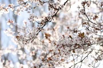Delicate flowering branches with white flowers of a cherry tree against the blue sky. Selective focus.