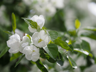 blooming apple