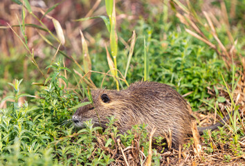 An adult  nutria grazes in the early morning on green grass on the shore of a reservoir in the Lake Hula nature reserve in northern Israel