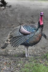 Turkey