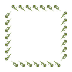 Square frame with violet aster buds on white background. Doodle style. Vector image.