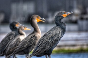 Bird