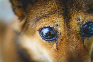 Close up on blind dog eyes.