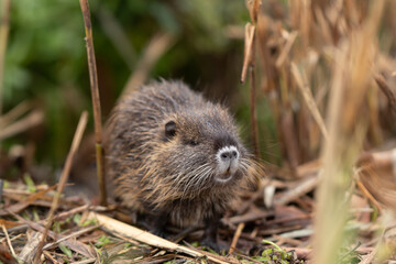 A cub  nutria grazes early in the morning on grass on the banks of a reservoir in Lake Hula Nature Reserve in northern Israel.