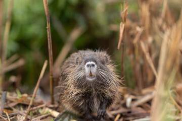 A cub  nutria grazes early in the morning on grass on the banks of a reservoir in Lake Hula Nature Reserve in northern Israel.