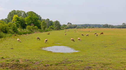 Fototapeta premium Sheep Field Landscape