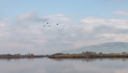 Fototapeta premium Early morning at a reservoir in the nature reserve at Lake Hula in northern Israel.