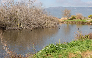 A small  flock of black migratory ducks swims in the early morning near the shore in a reservoir in the nature reserve on Lake Hula in northern Israel