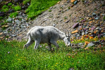 Obraz premium Mountain Goat