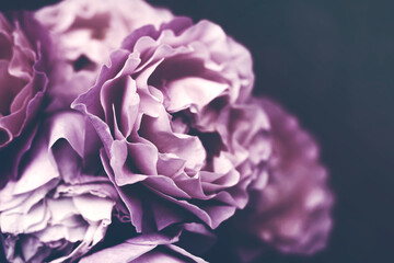 Floral vintage background with bouquet of pink roses close up, toned, soft focus