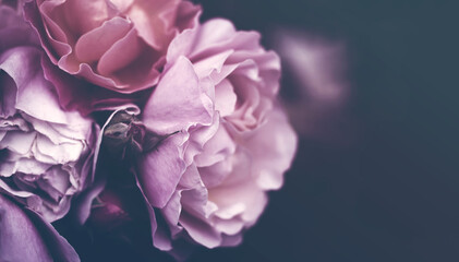 Floral vintage background banner with bouquet of pink roses close up, toned, soft focus, copy space 