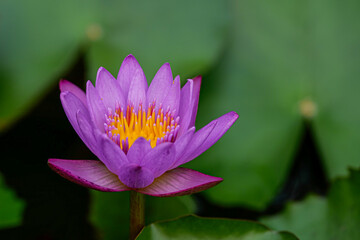 Close up Violet  lotus flower 