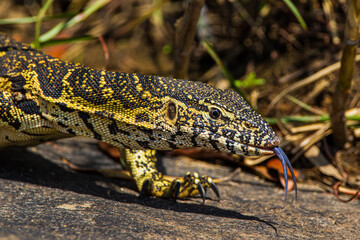 Water monitor walking along a dam wall with its tongue out