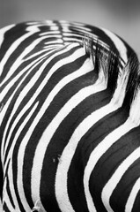 Naklejka na ściany i meble Burchell's zebra in the savannah grasslands of Africa