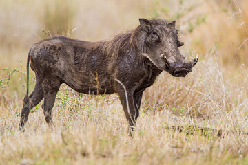 Warthog boar coming back from a mud bath