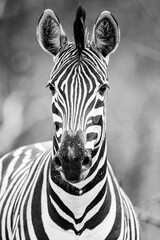 Fototapeta na wymiar Burchell's zebra in the savannah grasslands of Africa