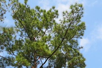 Pine tree branches on blue sky background