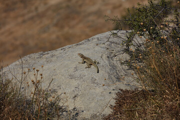 little lizard basking on the rocks