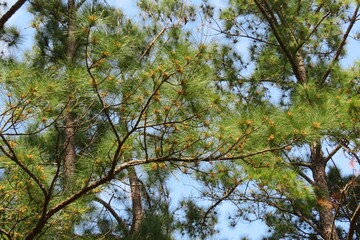 Pine tree on blue sky background