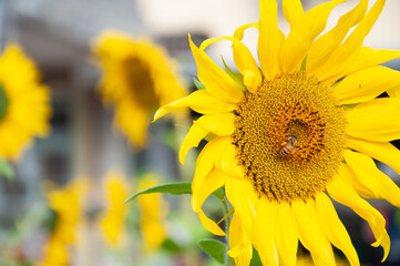 Bee flying leisurely among sunflower	