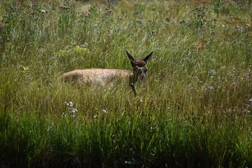 Fototapeta na wymiar Baby Elk