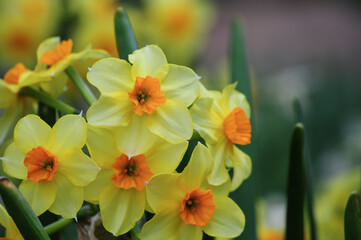 Cluster of blooming yellow and orange daffodils with green foliage, illustrating ornamental horticulture, spring flowering cycle, and pollinator-attracting garden plant varieties