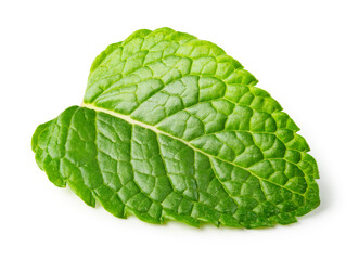 Mint leaf isolated. Fresh mint leaf on white background.