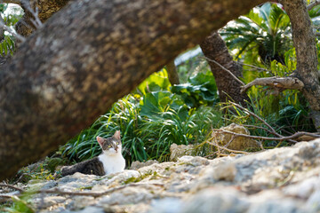 草木の向こうで休む猫