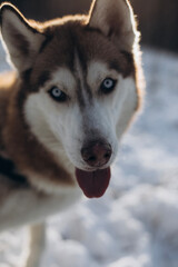 siberian husky nose