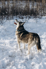 Fototapeta na wymiar dog in snow