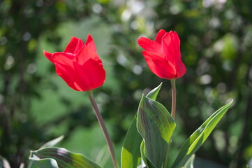 red and white tulips
