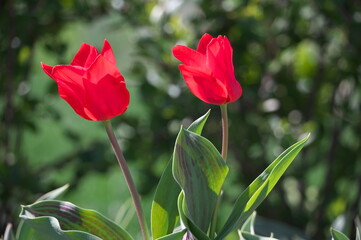 red and white tulips