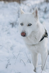 siberian white husky dog