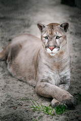 Portrait of a cougar (Puma concolor) lying on the sand. Keeping wild animals in captivity. A predator in all its glory, beautiful fur, powerful paws.