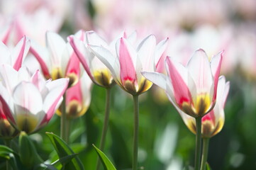 Fototapeta premium pink and white tulips