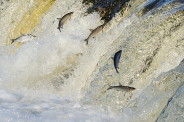 Fishes go for spawning upstream. Vimba jumps over waterfall on the Venta River, Kuldiga, Latvia.