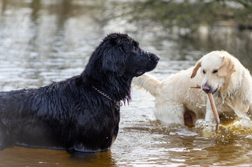 side view two labrador retriever dogs. black and white dog