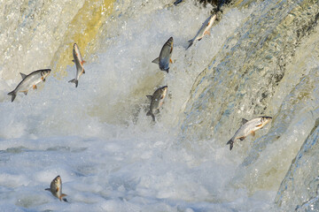 Fishes go for spawning upstream. Vimba jumps over waterfall on the Venta River, Kuldiga, Latvia.