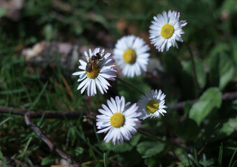 Fototapeta premium blooming spring daisies in green grass 