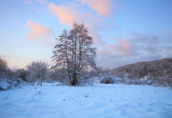 winter landscape with trees